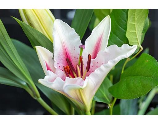 20 Green Lane Canton, MA 02021 - Photo 6 of 30