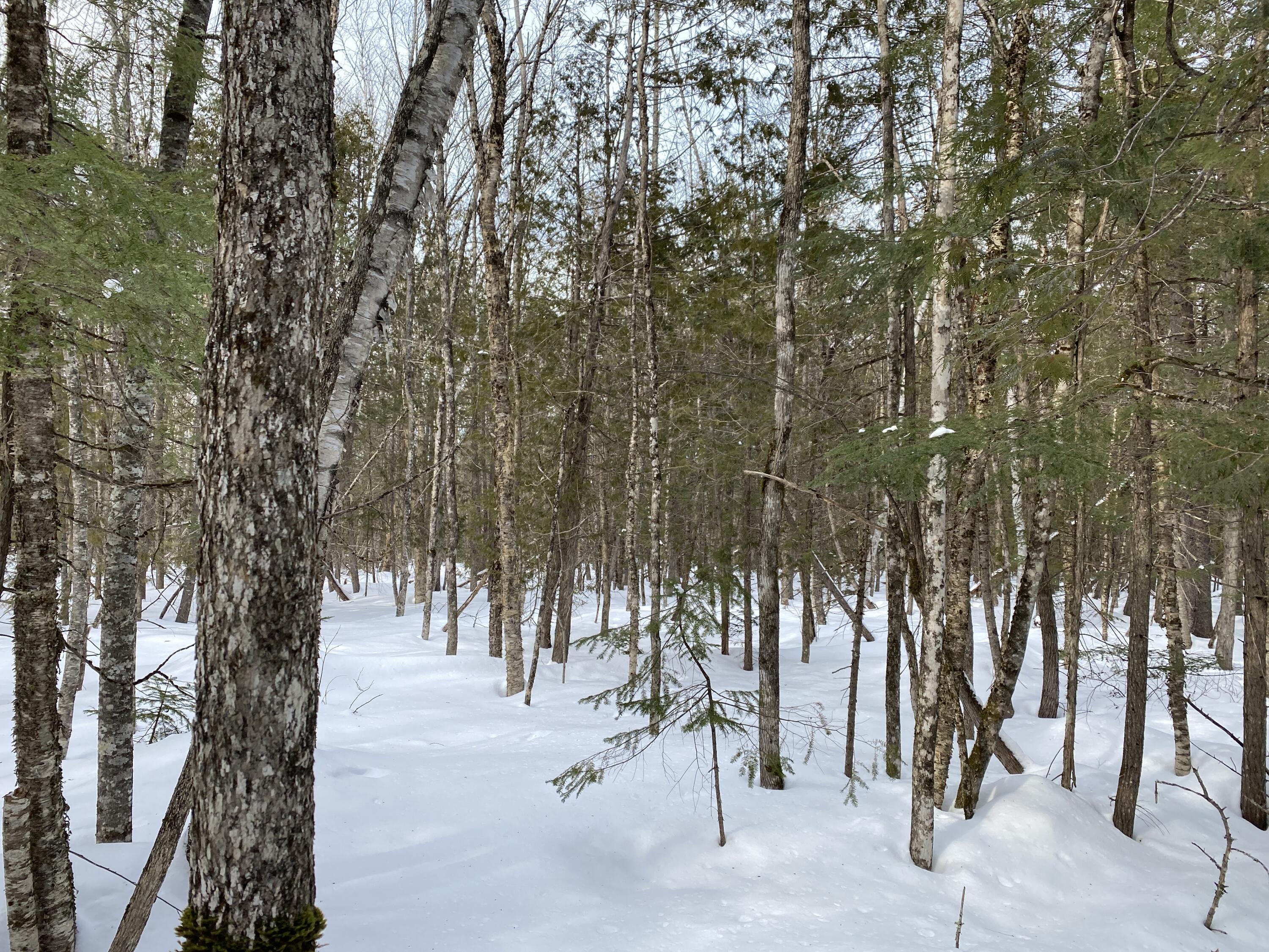 Dover-foxcroft Range Road Dover-Foxcroft, ME 04426 - Photo 5 of 22 Photo Mar 04, 2 22 24 PM