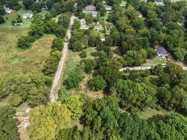 a view of a forest with a tree