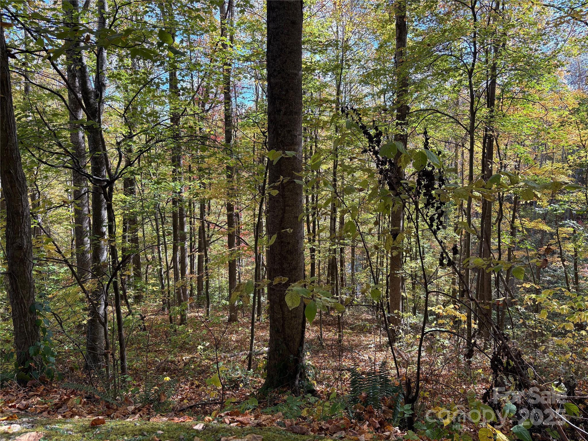 28 Cadillac Pt Road, Unit POINTE Waynesville, NC 28785 - Photo 15 of 22 a view of a forest