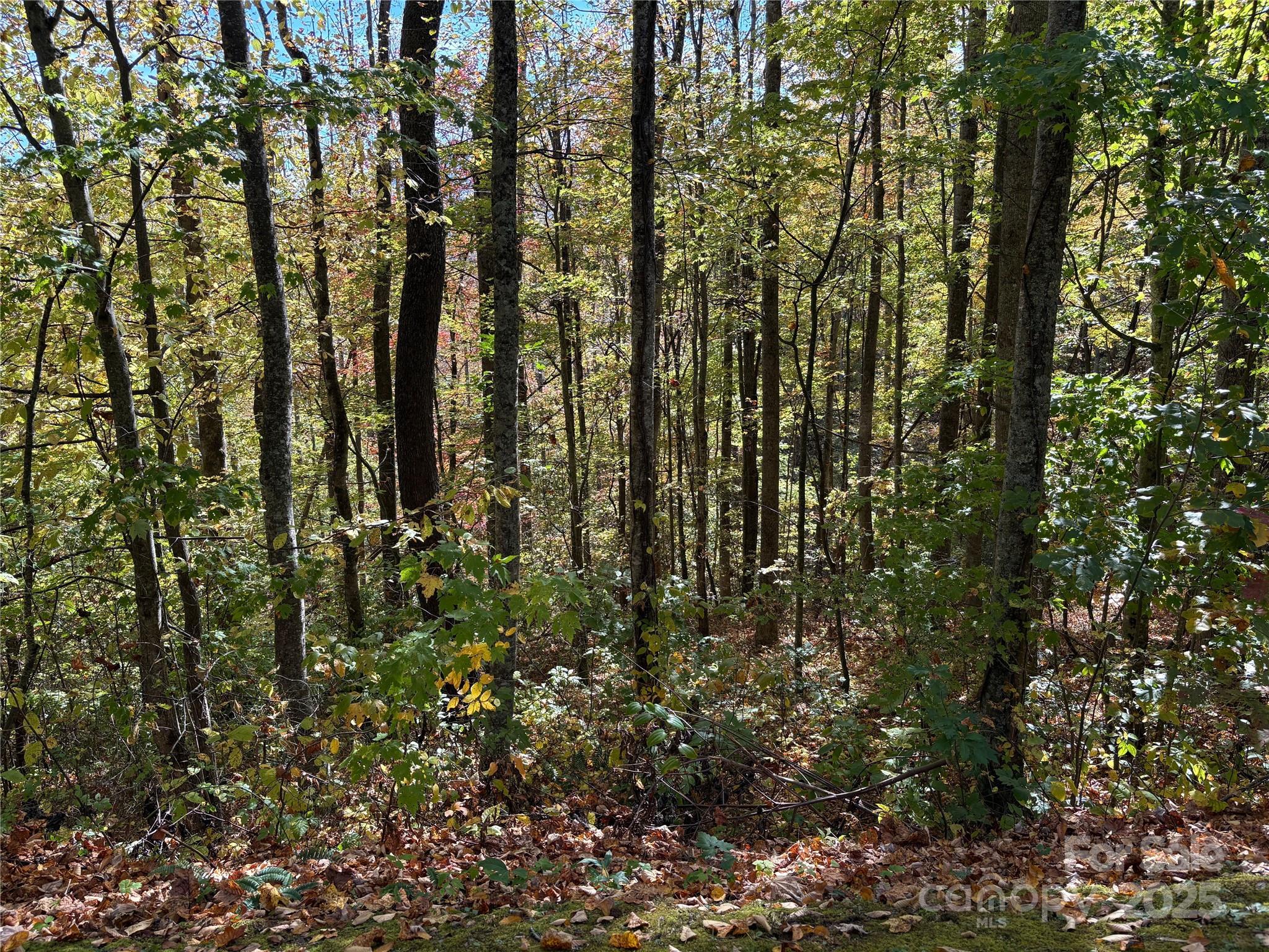 28 Cadillac Pt Road, Unit POINTE Waynesville, NC 28785 - Photo 16 of 22 a view of outdoor space and garden