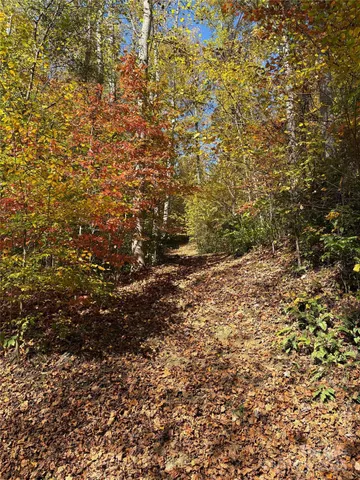 a view of a yard with a tree