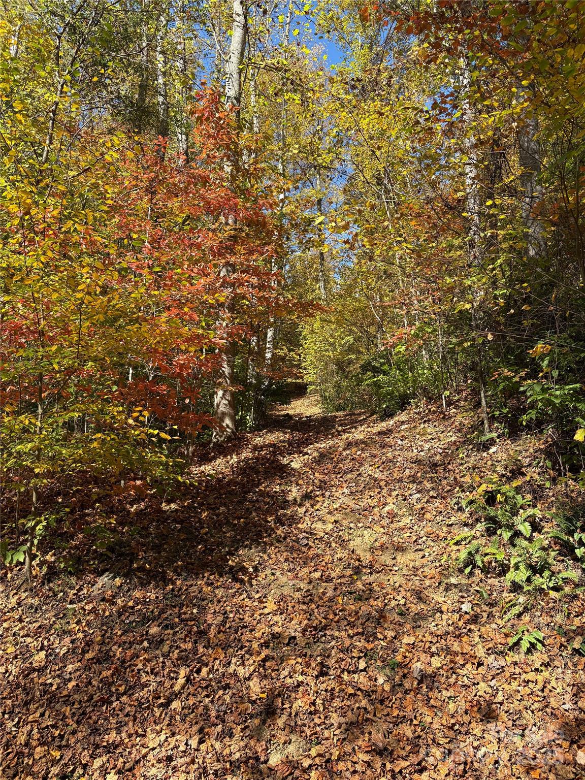 28 Cadillac Pt Road, Unit POINTE Waynesville, NC 28785 - Photo 20 of 22 a view of plants and trees