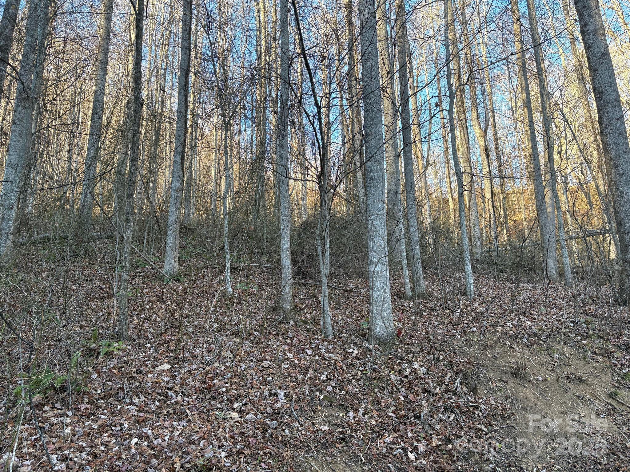 28 Cadillac Pt Road, Unit POINTE Waynesville, NC 28785 - Photo 3 of 22 a view of a forest filled with trees