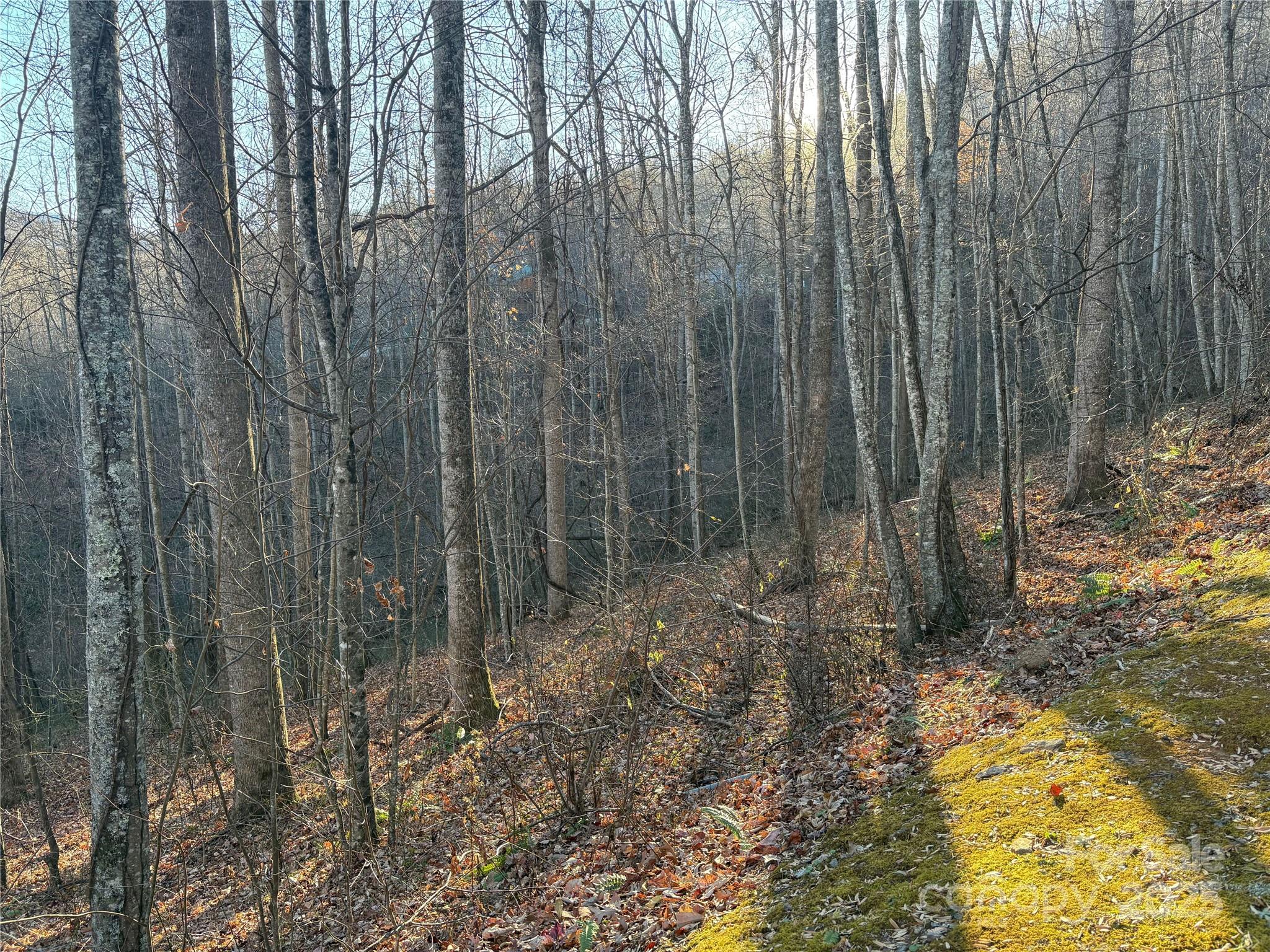 28 Cadillac Pt Road, Unit POINTE Waynesville, NC 28785 - Photo 6 of 22 a view of a forest