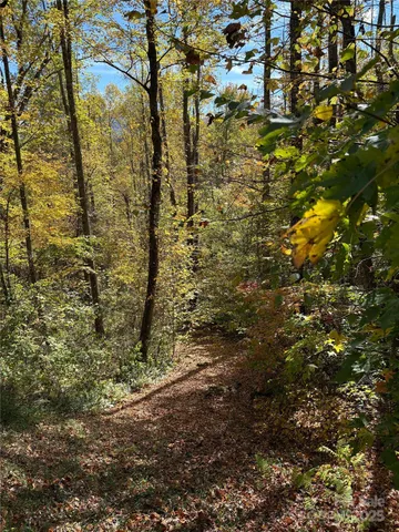 a view of a plants with large trees