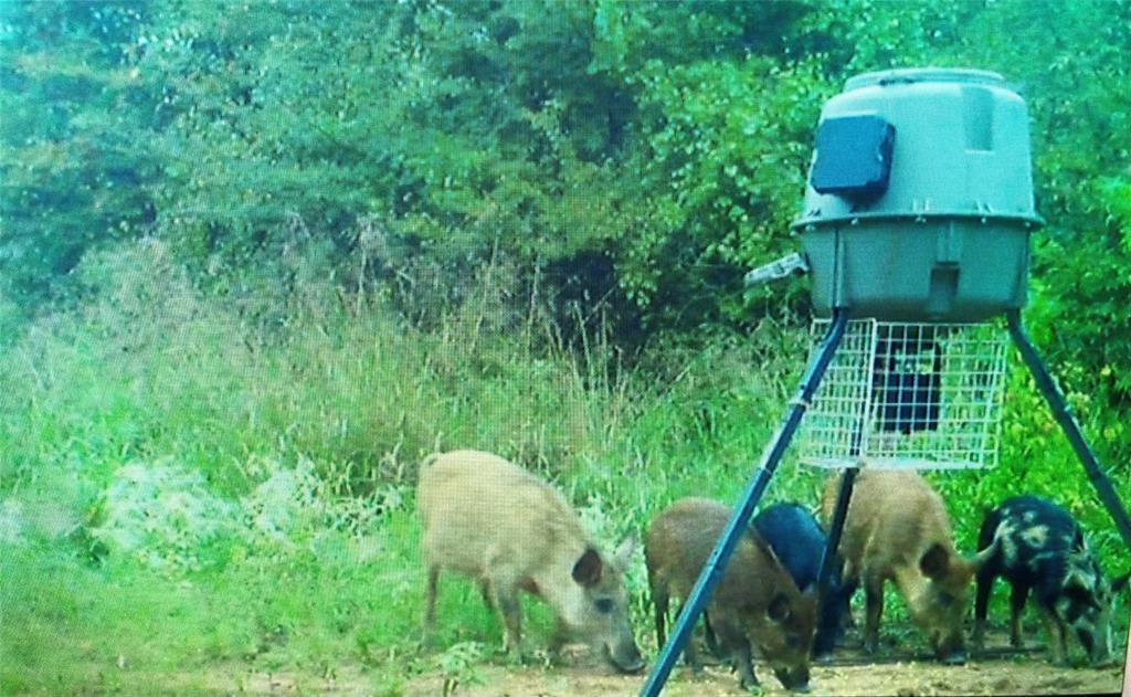 3543 County Road 3543 Saltillo, TX 75478 - Photo 9 of 13 HOGS