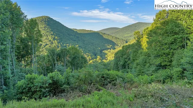 a view of a lush green forest with lots of trees