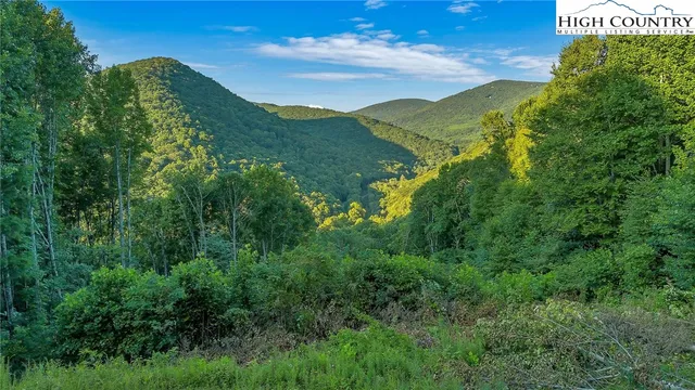 a view of a lush green forest with lots of trees