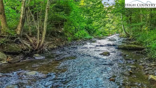 a view of a dry yard with large trees