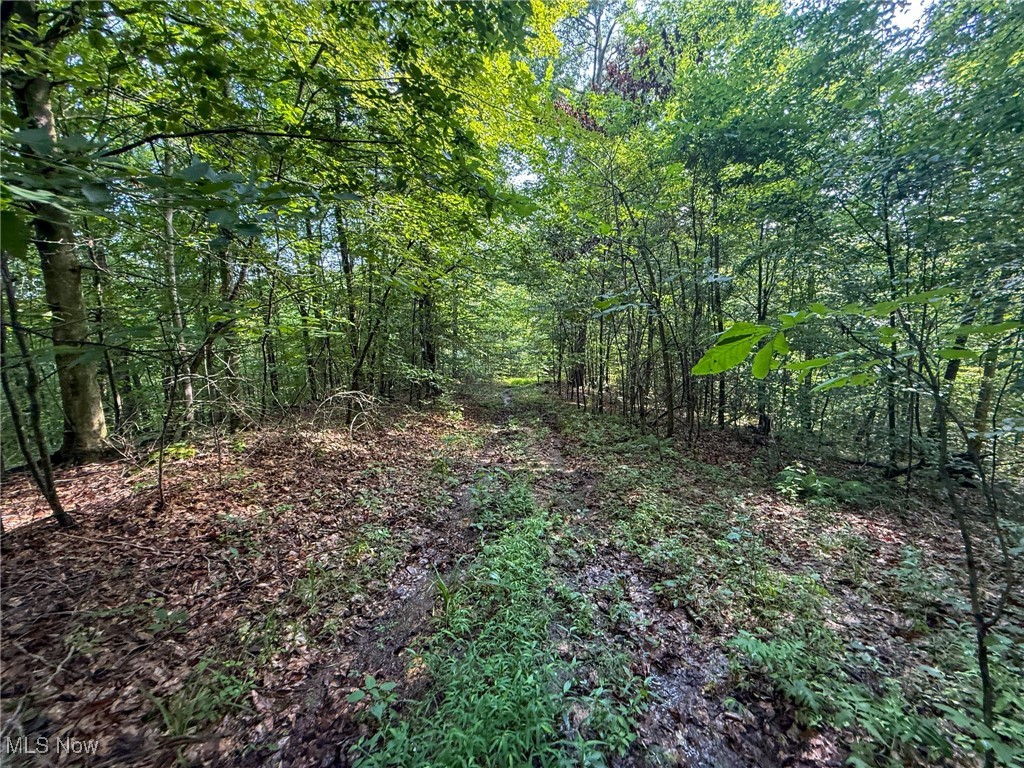 273 Twp Road Shawnee, OH 43782 - Photo 15 of 27 View of wooded area