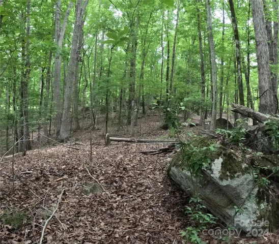 a view of a forest with trees in the background