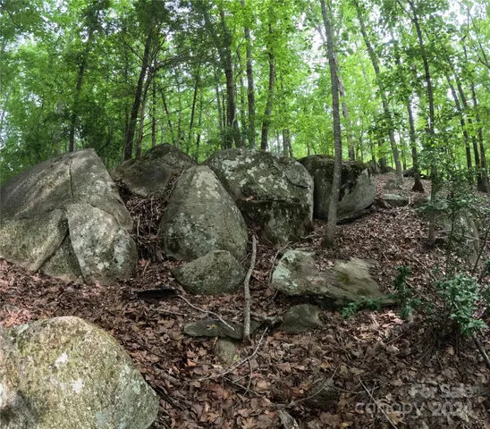a view of a forest with trees