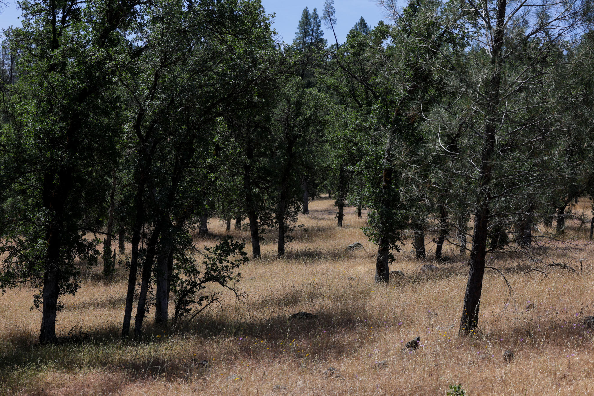 Racoon Way Oak Run, CA 96069 - Photo 11 of 73 607A9392