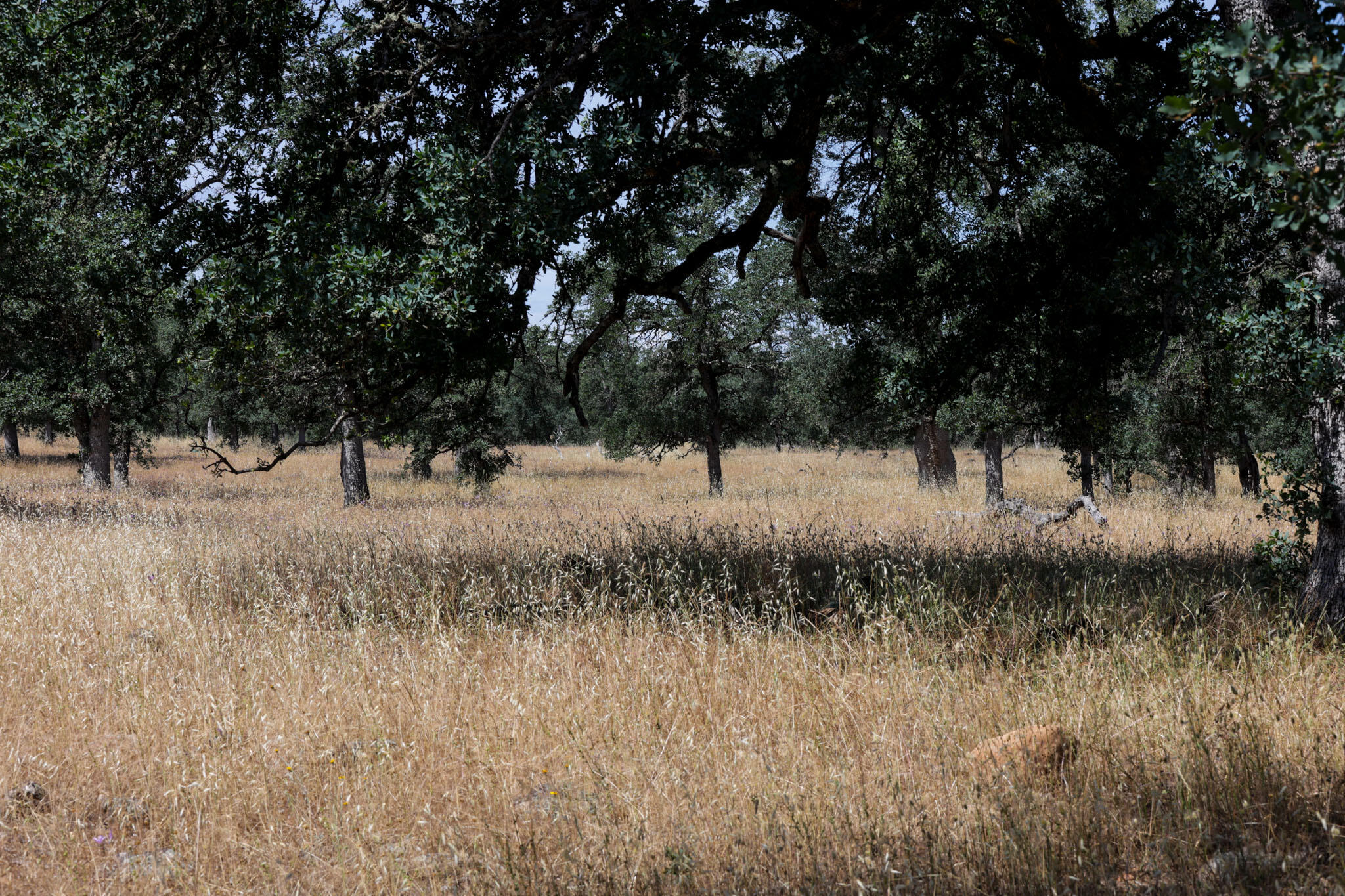 Racoon Way Oak Run, CA 96069 - Photo 12 of 73 607A9393