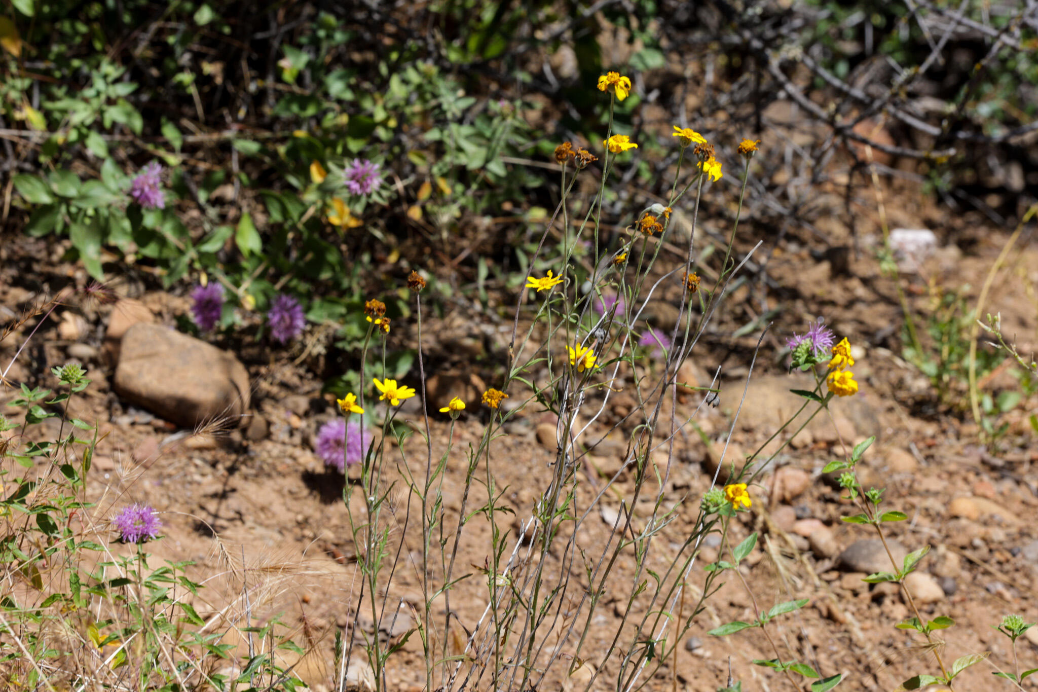 Racoon Way Oak Run, CA 96069 - Photo 13 of 73 607A9394