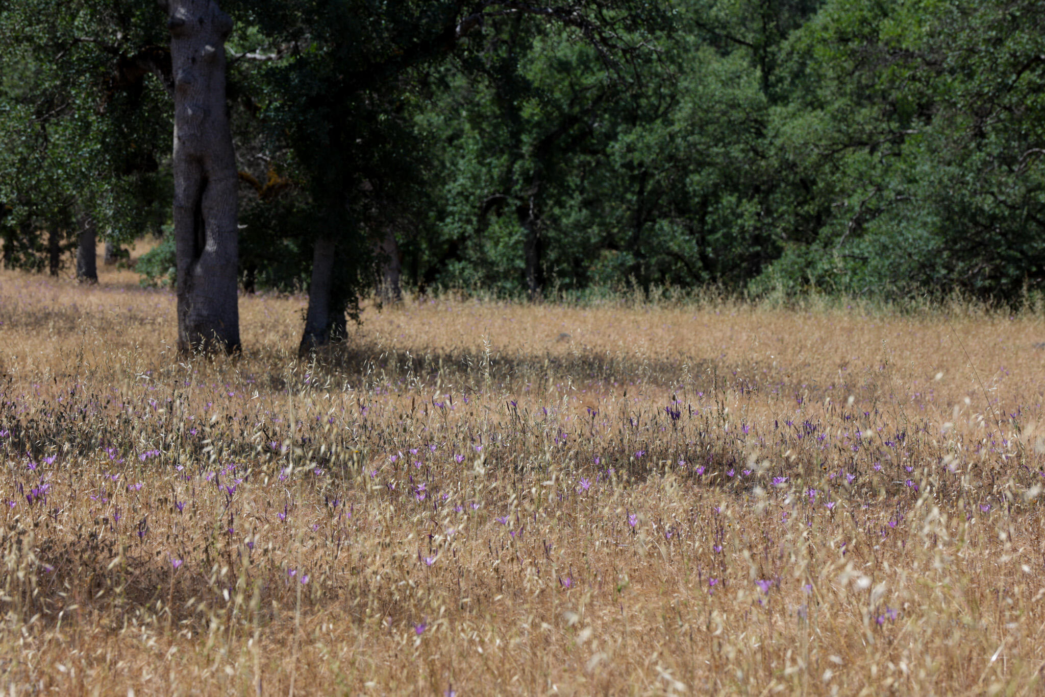 Racoon Way Oak Run, CA 96069 - Photo 14 of 73 607A9395