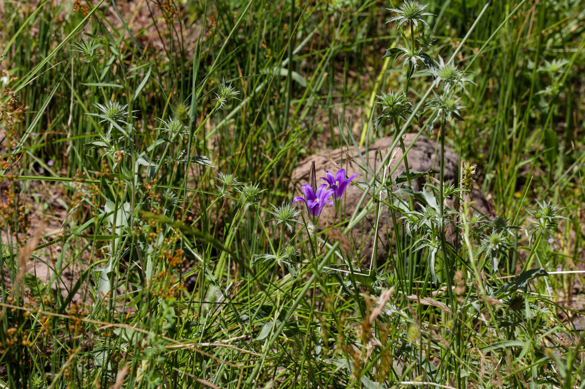 Racoon Way Oak Run, CA 96069 - Photo 15 of 73 607A9397