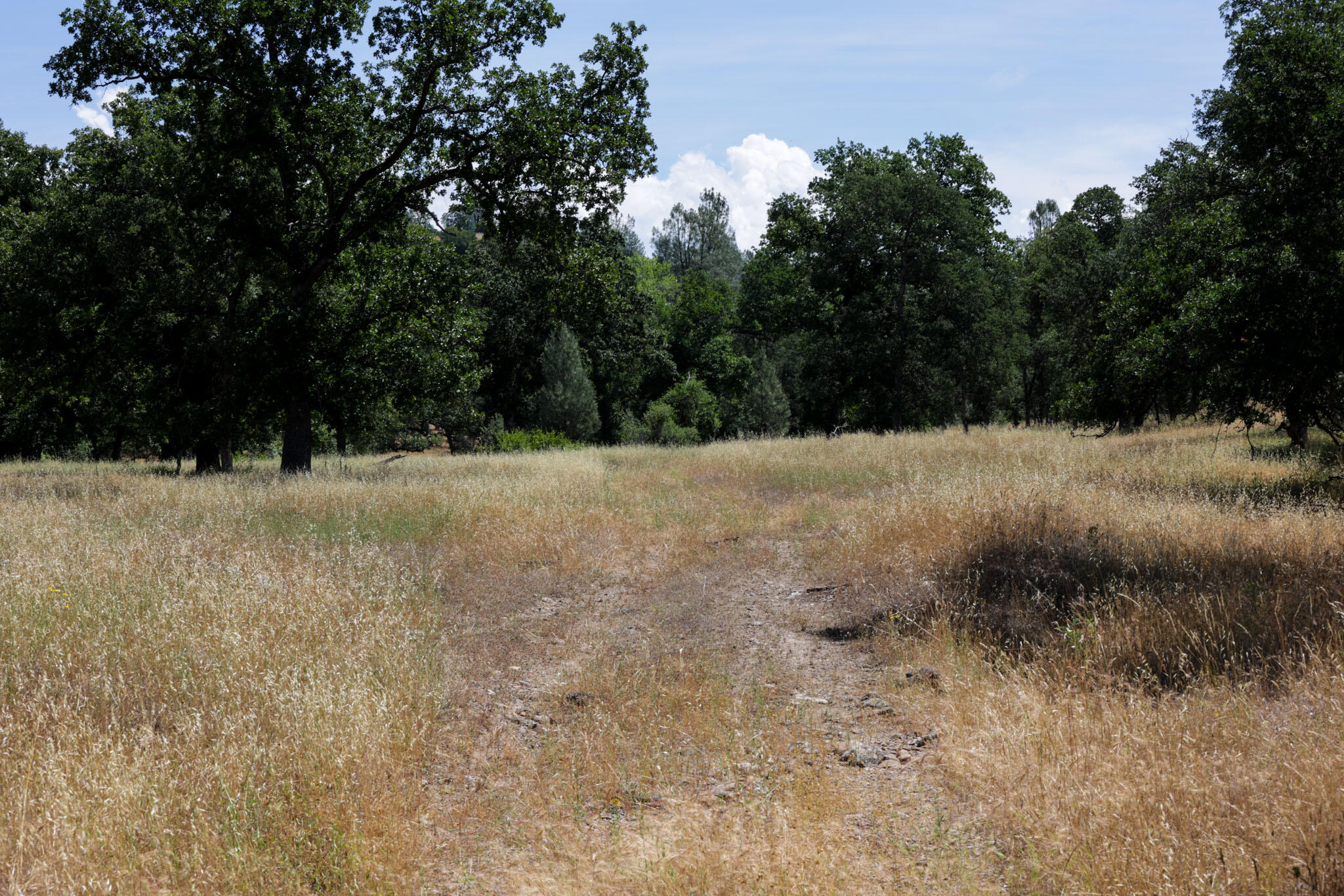 Racoon Way Oak Run, CA 96069 - Photo 16 of 73 607A9398