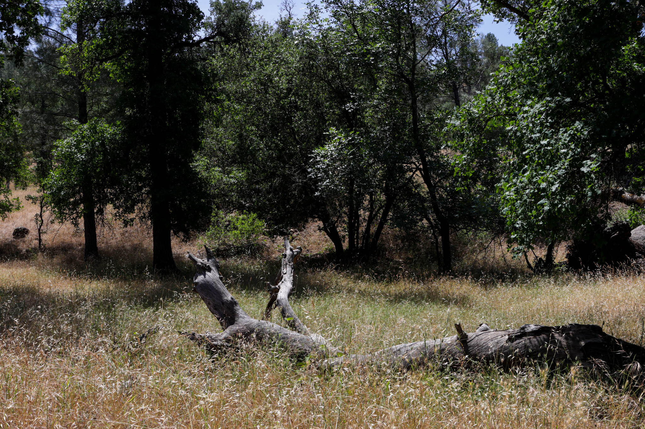 Racoon Way Oak Run, CA 96069 - Photo 17 of 73 607A9401