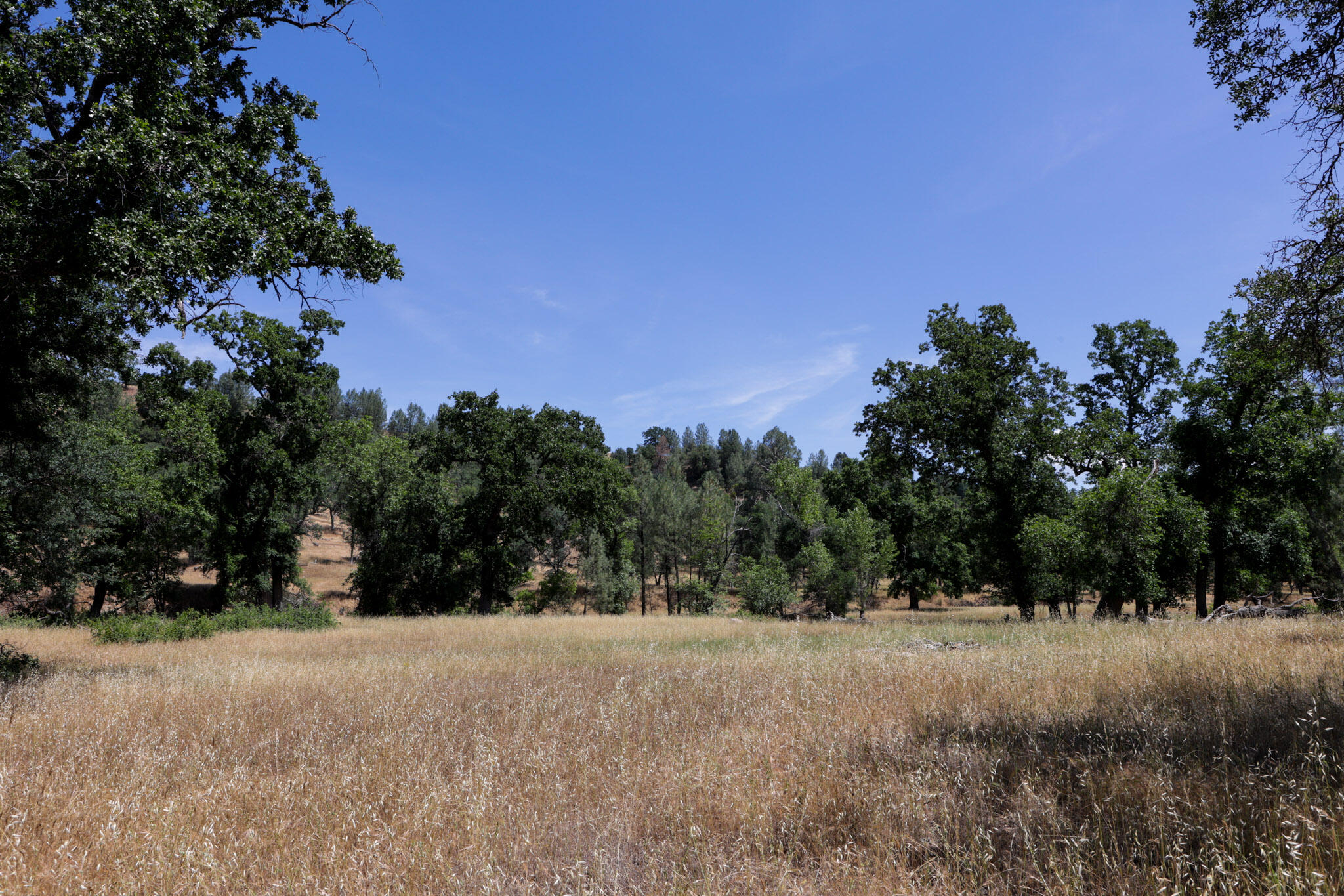 Racoon Way Oak Run, CA 96069 - Photo 20 of 73 607A9406