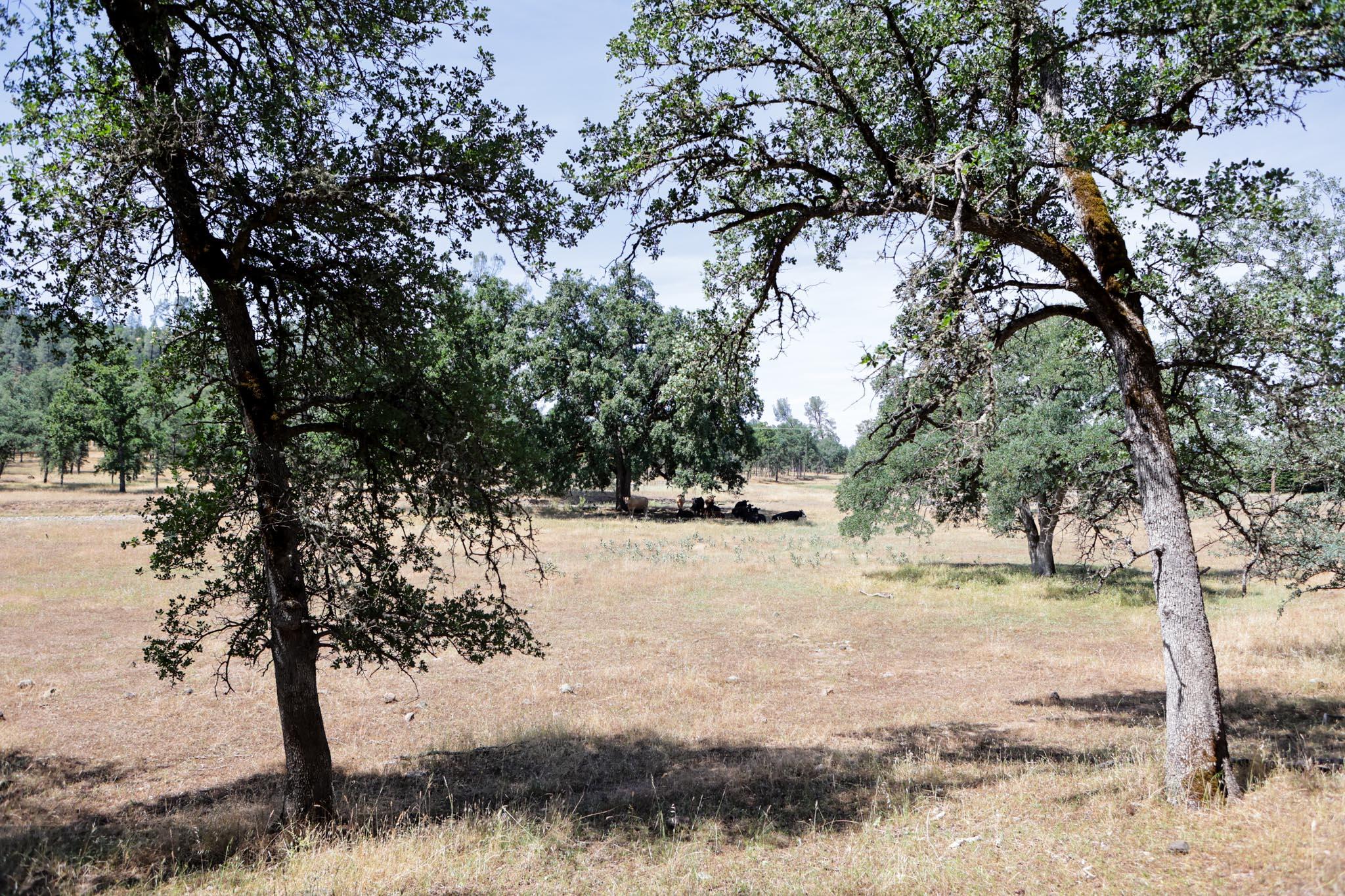Racoon Way Oak Run, CA 96069 - Photo 2 of 73 607A9355