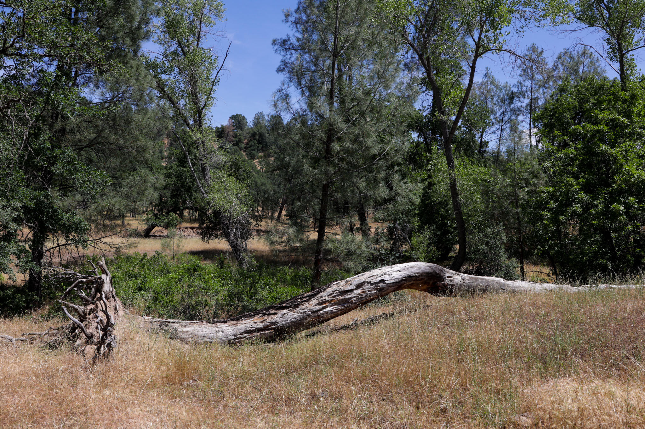 Racoon Way Oak Run, CA 96069 - Photo 21 of 73 607A9407