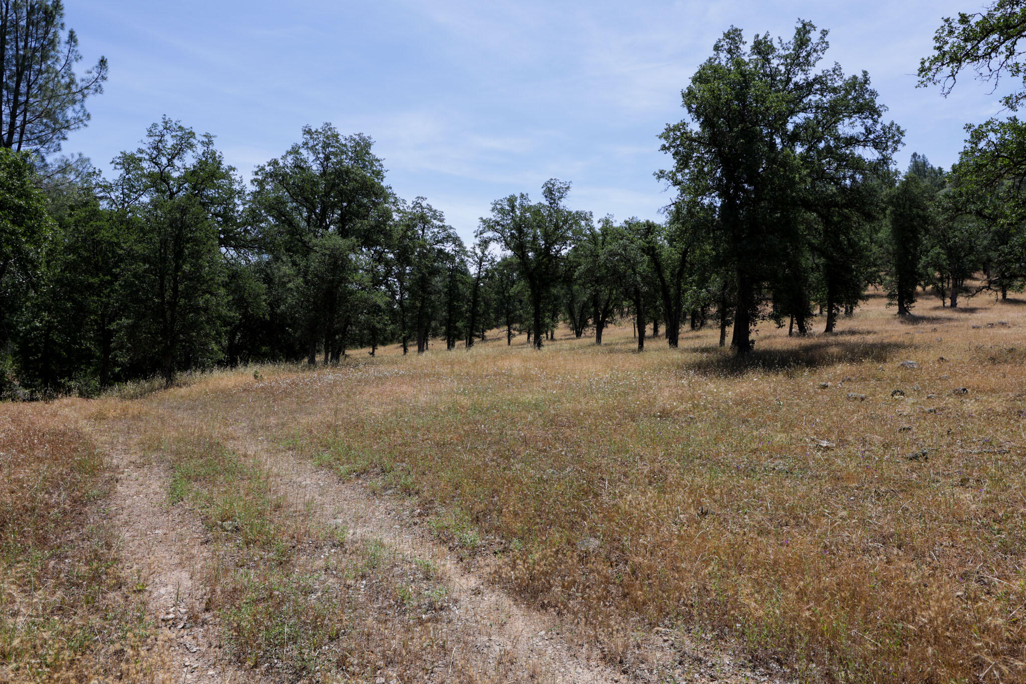 Racoon Way Oak Run, CA 96069 - Photo 22 of 73 607A9408