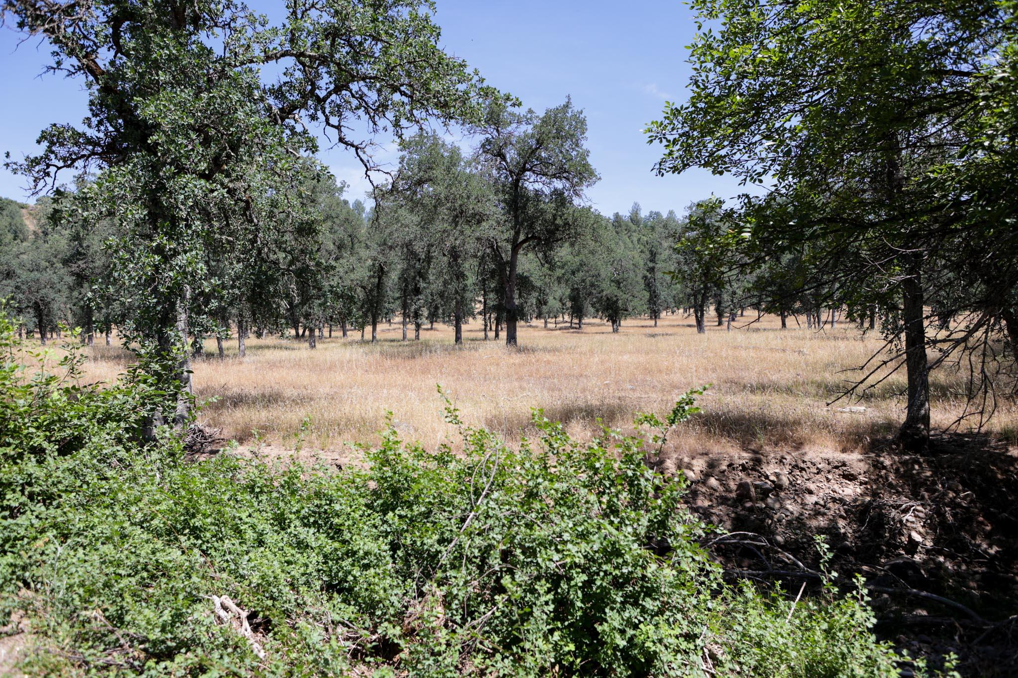 Racoon Way Oak Run, CA 96069 - Photo 26 of 73 607A9414