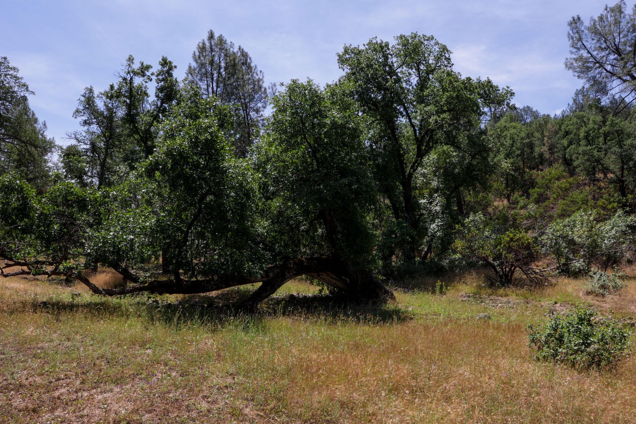 Racoon Way Oak Run, CA 96069 - Photo 29 of 73 607A9421