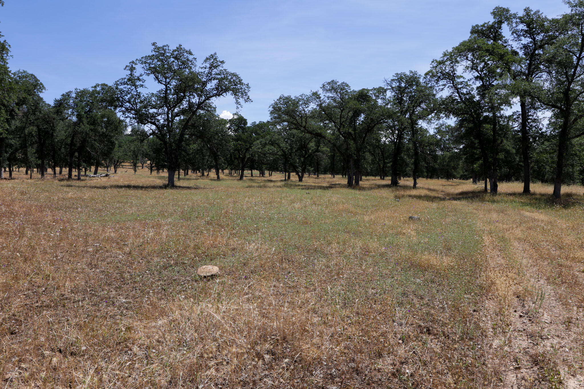 Racoon Way Oak Run, CA 96069 - Photo 30 of 73 607A9423