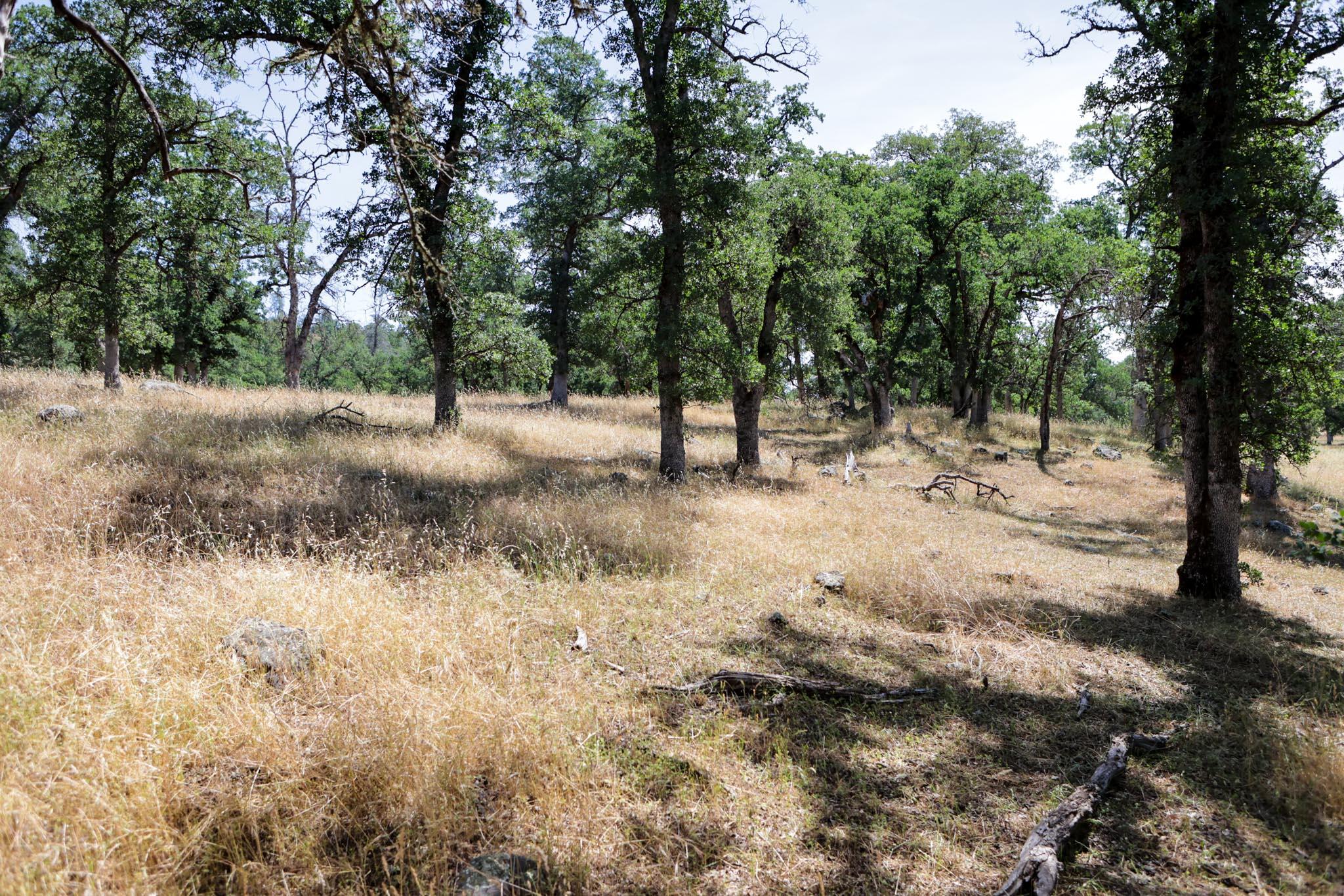 Racoon Way Oak Run, CA 96069 - Photo 3 of 73 607A9356