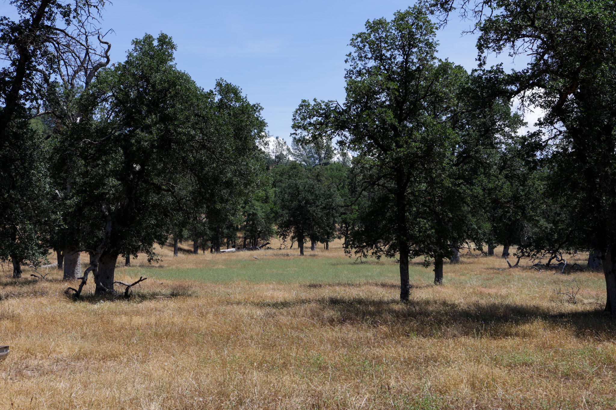 Racoon Way Oak Run, CA 96069 - Photo 31 of 73 607A9430