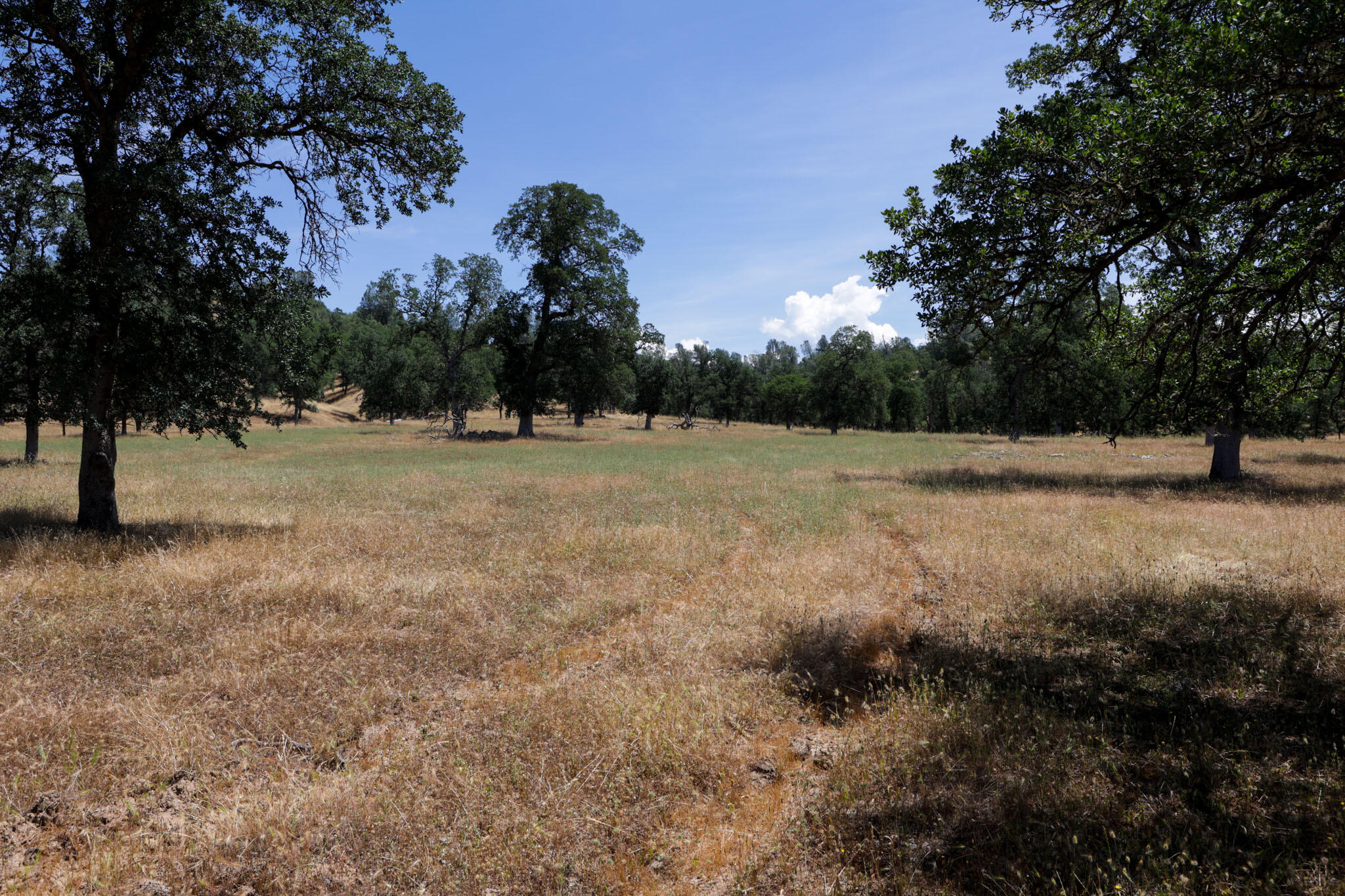 Racoon Way Oak Run, CA 96069 - Photo 33 of 73 607A9432