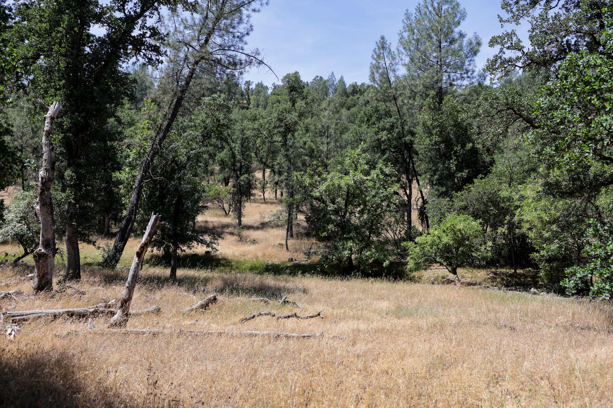 Racoon Way Oak Run, CA 96069 - Photo 37 of 73 607A9438