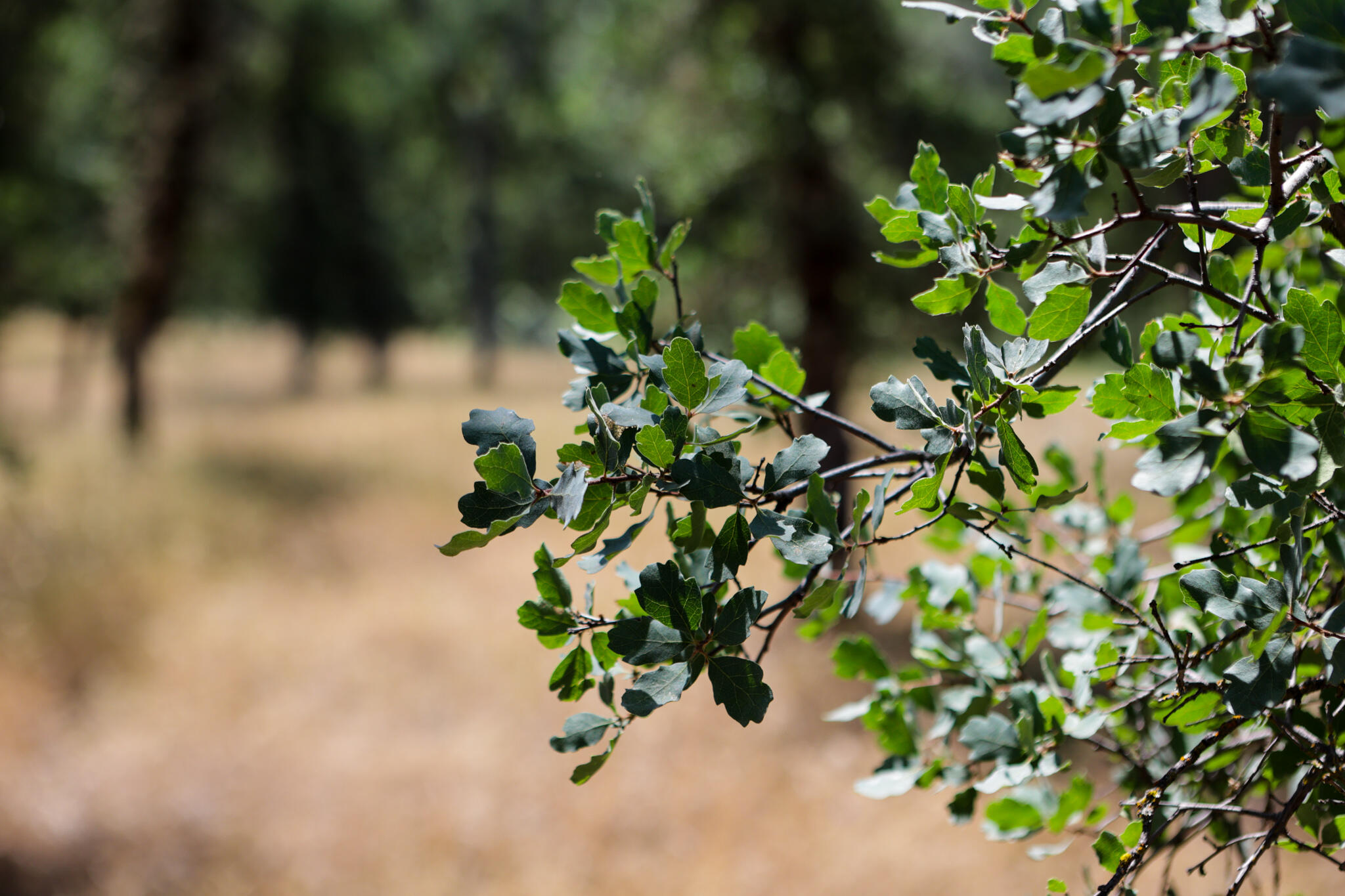 Racoon Way Oak Run, CA 96069 - Photo 38 of 73 607A9440