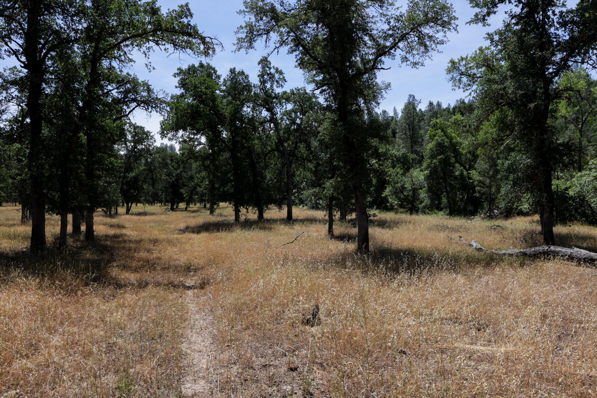 Racoon Way Oak Run, CA 96069 - Photo 39 of 73 607A9442