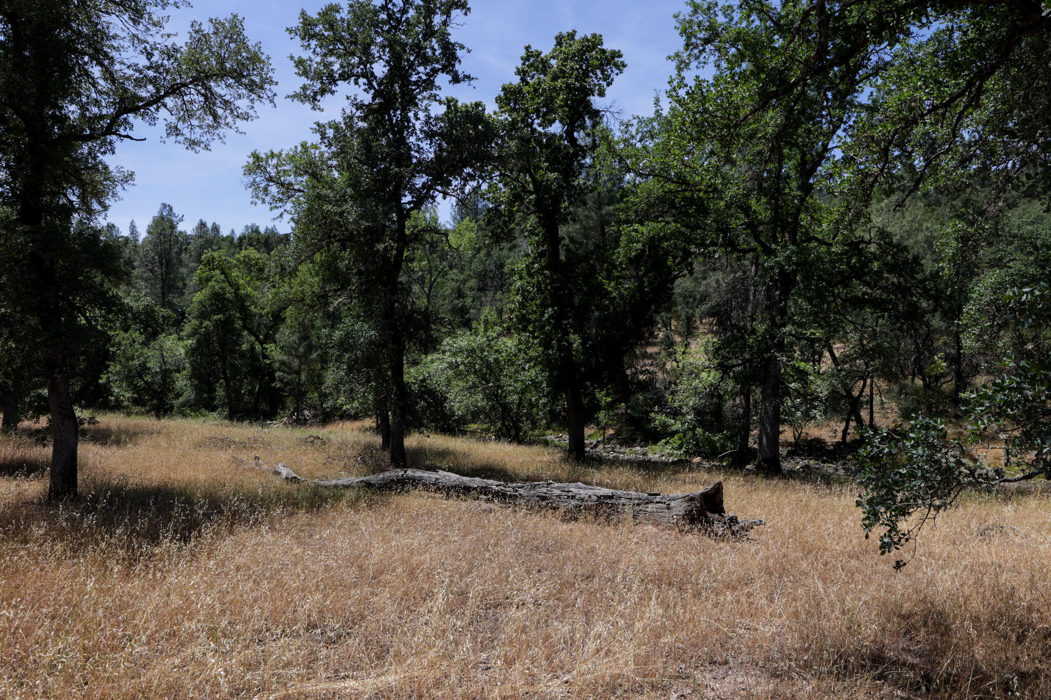 Racoon Way Oak Run, CA 96069 - Photo 40 of 73 607A9443