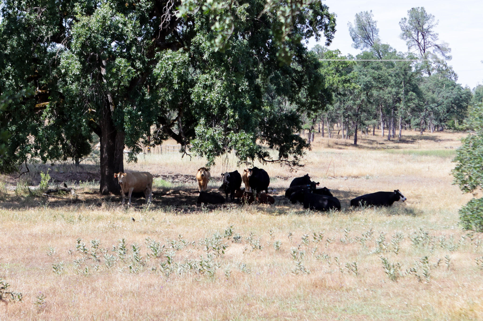 Racoon Way Oak Run, CA 96069 - Photo 4 of 73 607A9357