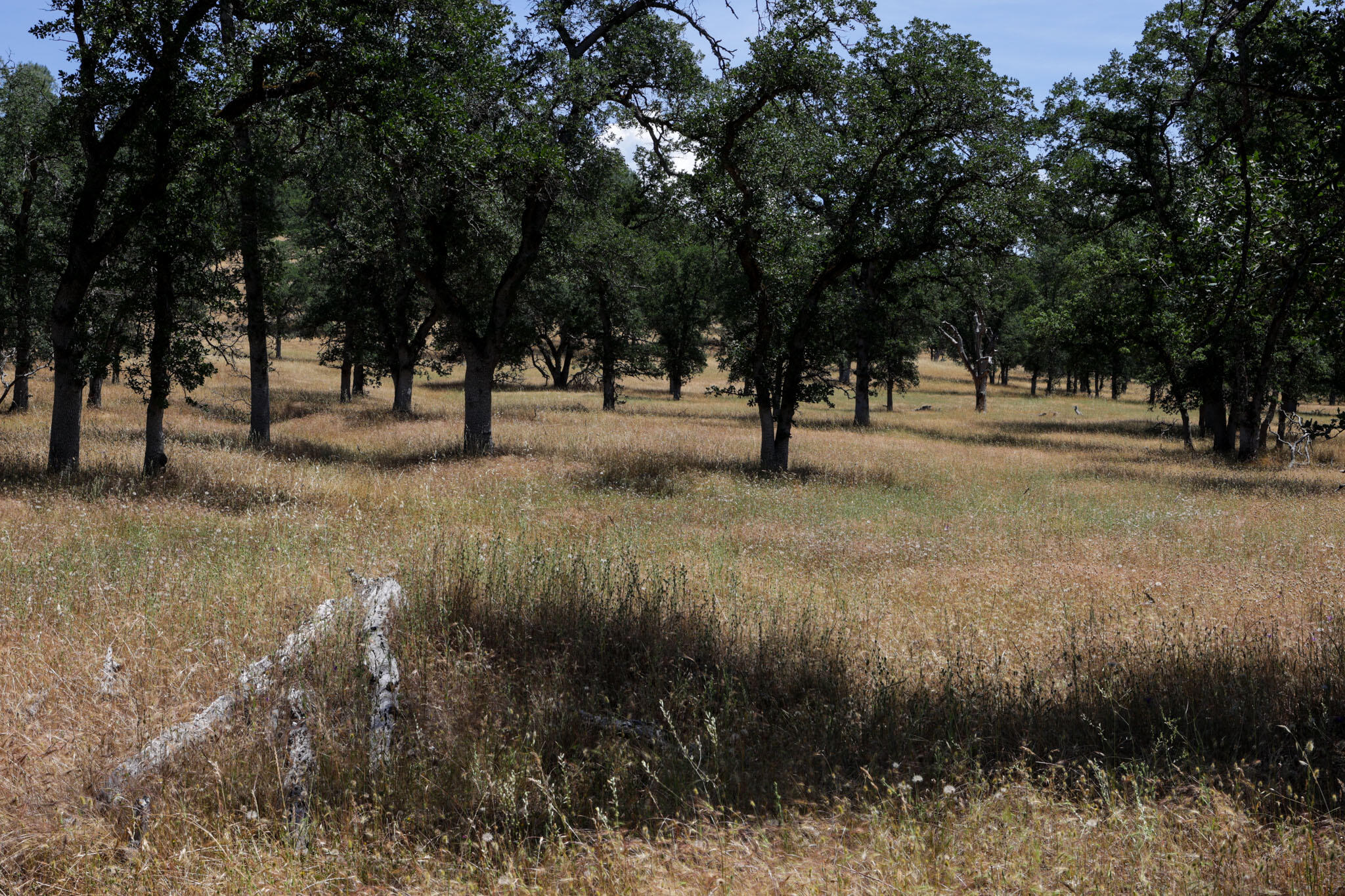 Racoon Way Oak Run, CA 96069 - Photo 41 of 73 607A9447
