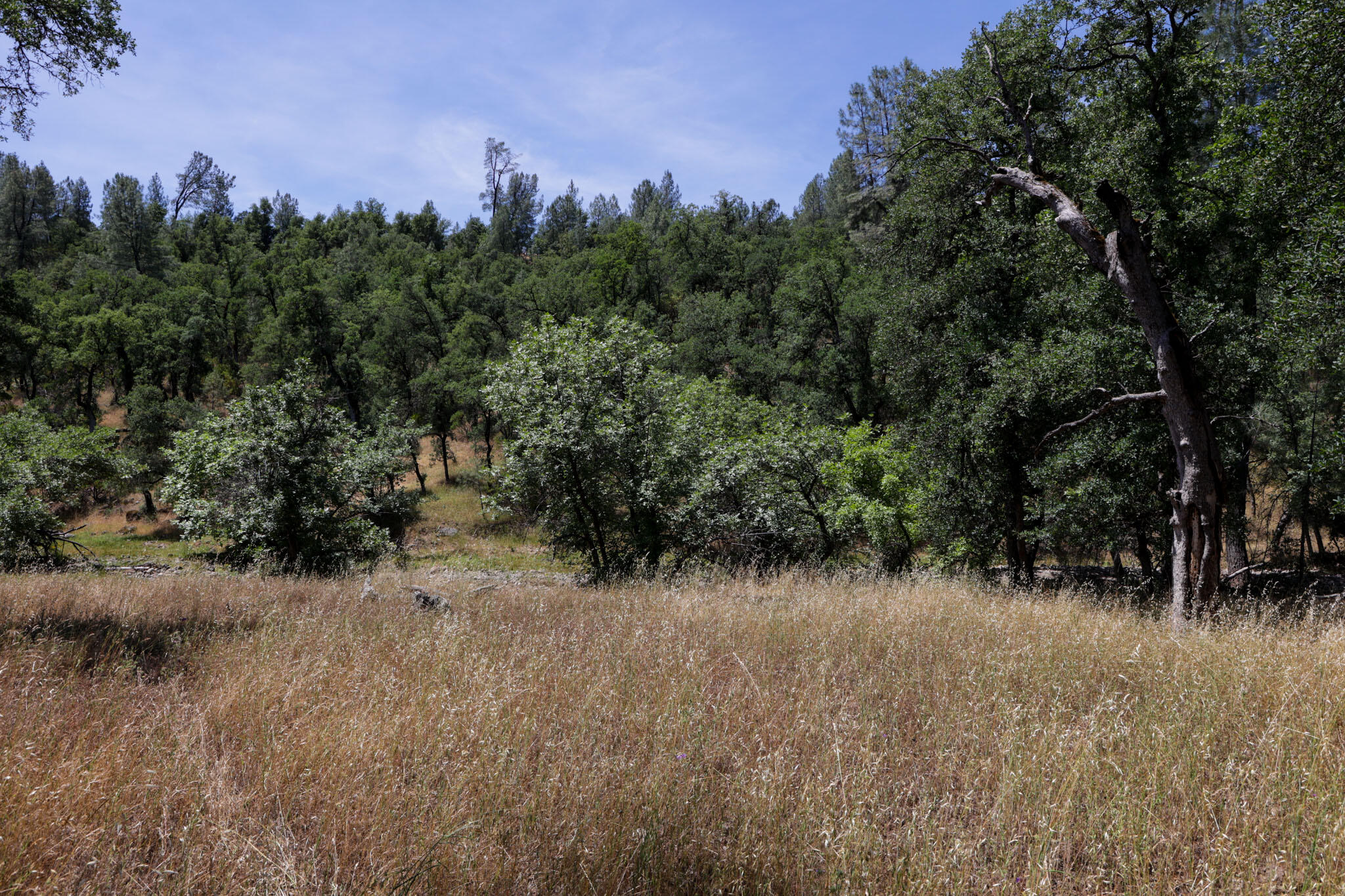 Racoon Way Oak Run, CA 96069 - Photo 42 of 73 607A9448