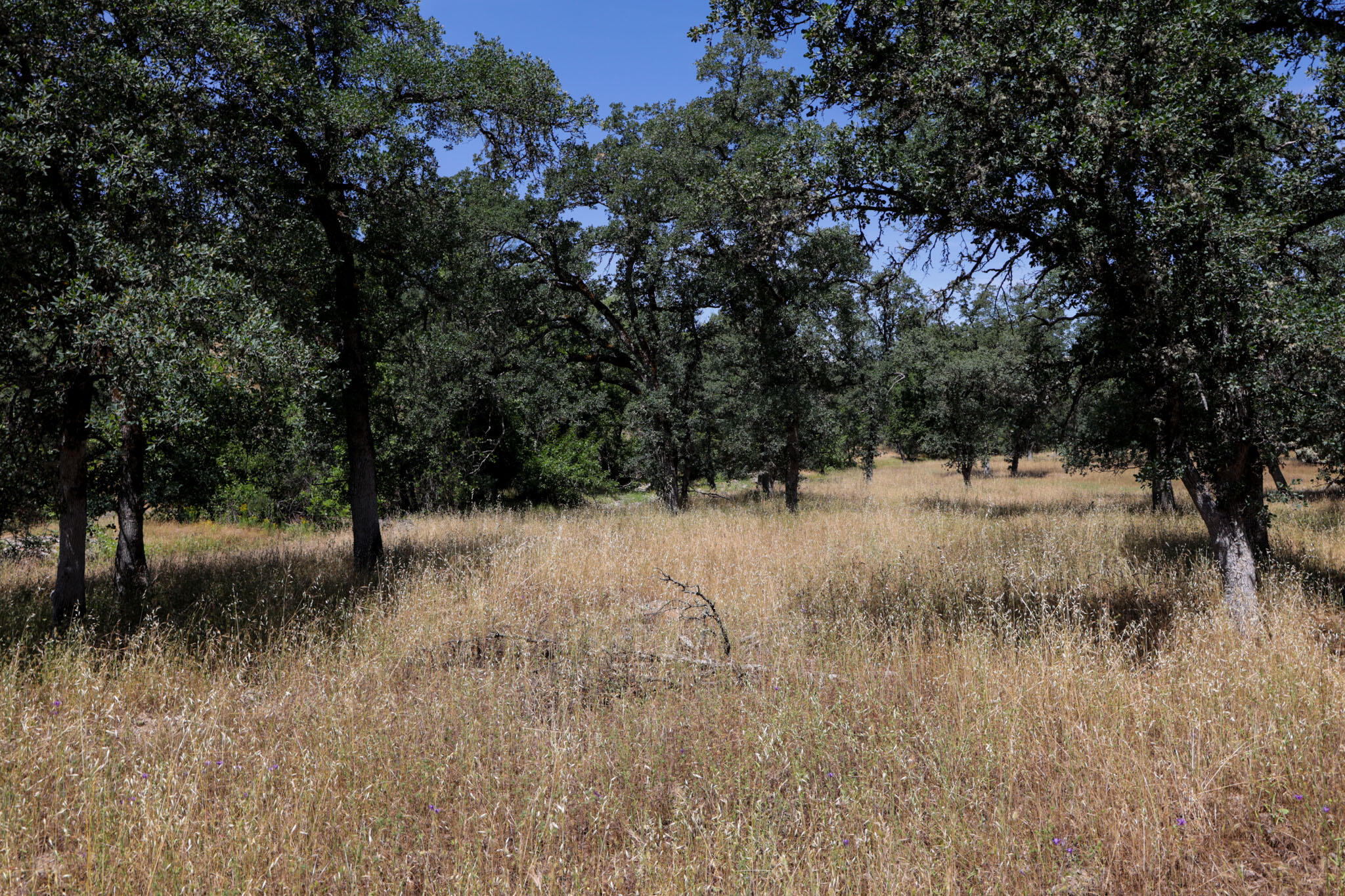 Racoon Way Oak Run, CA 96069 - Photo 43 of 73 607A9449