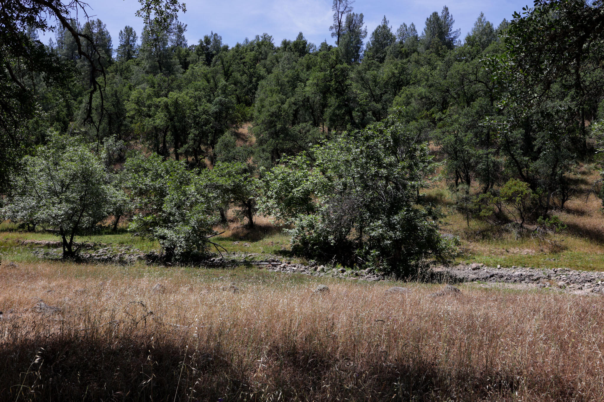 Racoon Way Oak Run, CA 96069 - Photo 44 of 73 607A9450