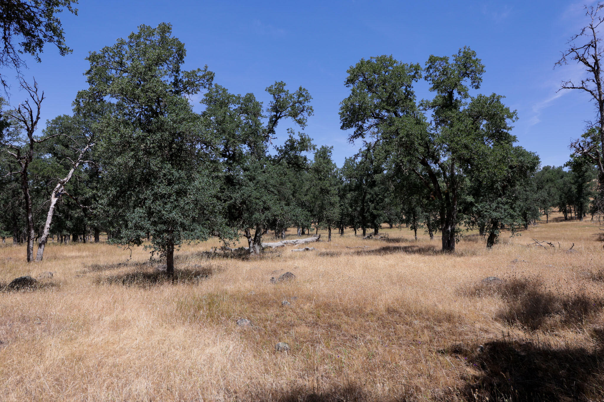 Racoon Way Oak Run, CA 96069 - Photo 45 of 73 607A9451
