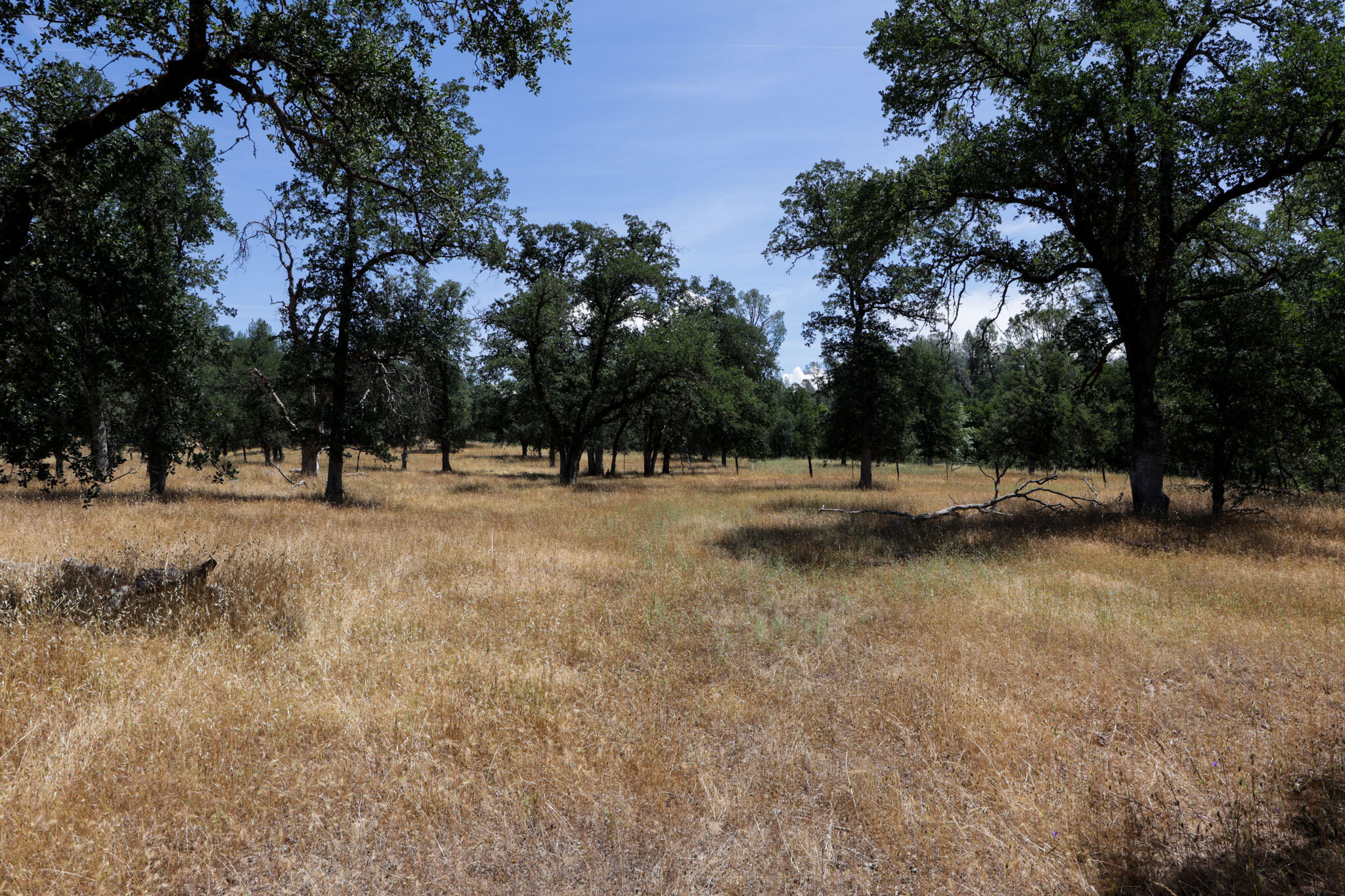 Racoon Way Oak Run, CA 96069 - Photo 46 of 73 607A9452