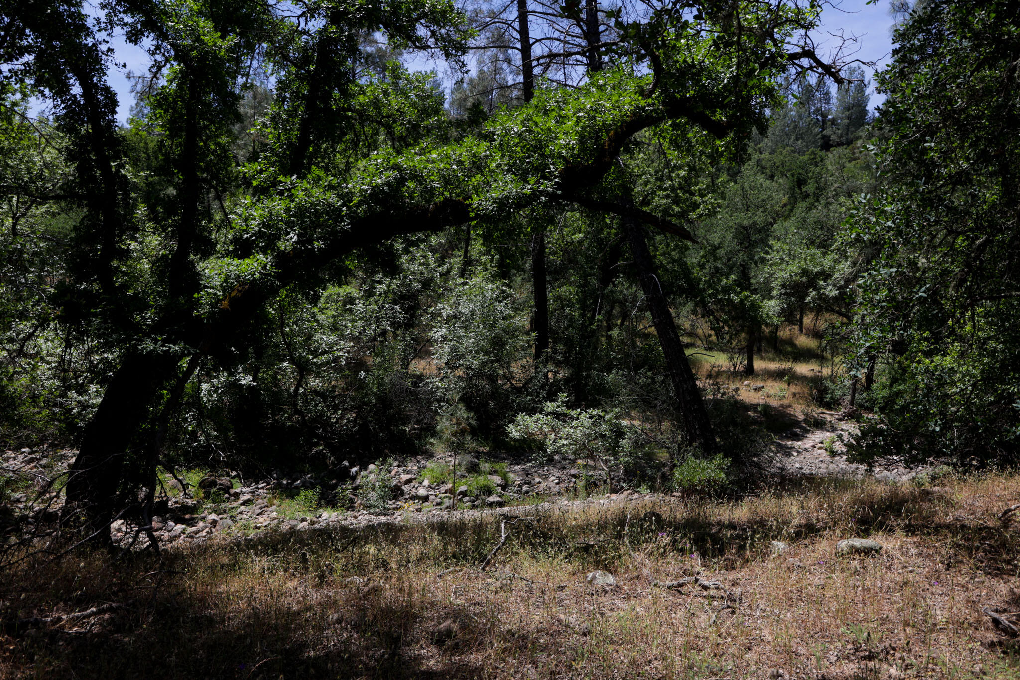 Racoon Way Oak Run, CA 96069 - Photo 48 of 73 607A9454