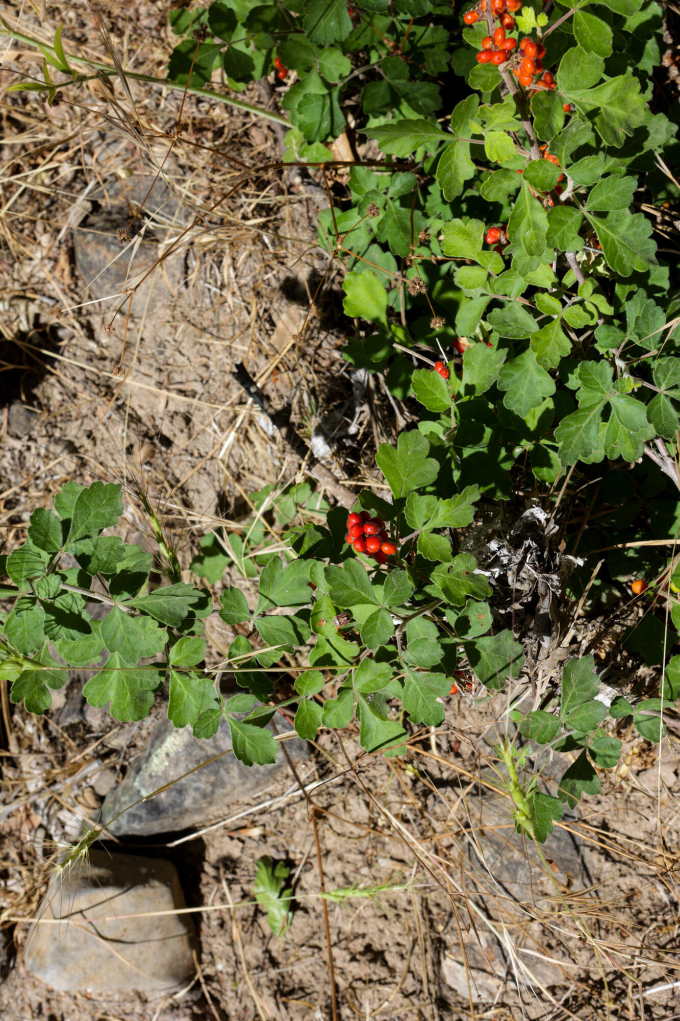 Racoon Way Oak Run, CA 96069 - Photo 50 of 73 607A9464