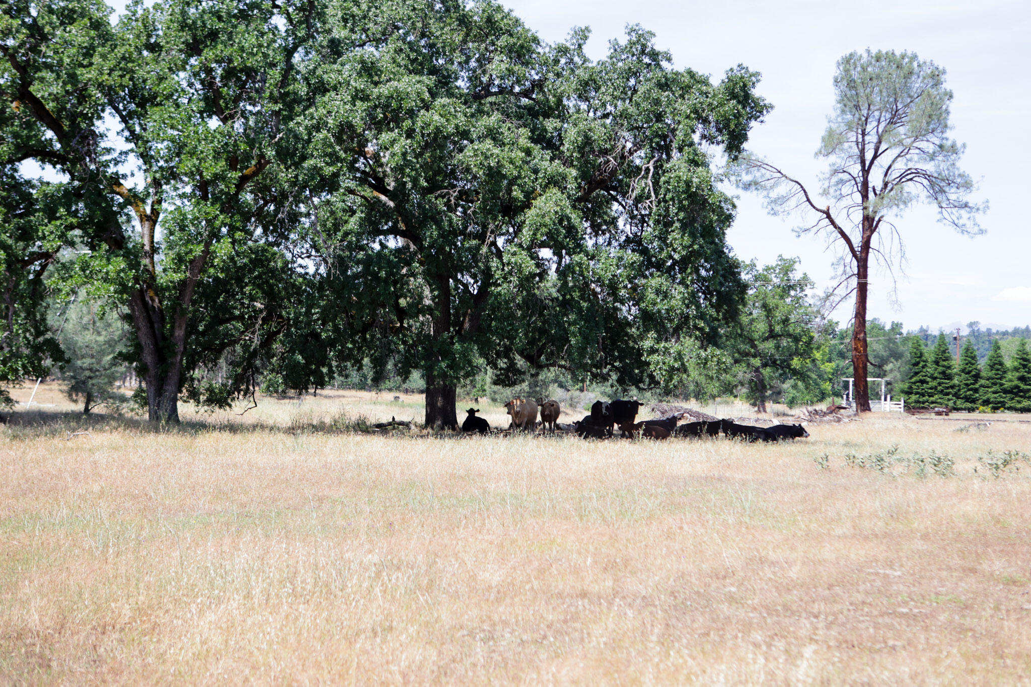 Racoon Way Oak Run, CA 96069 - Photo 5 of 73 607A9359