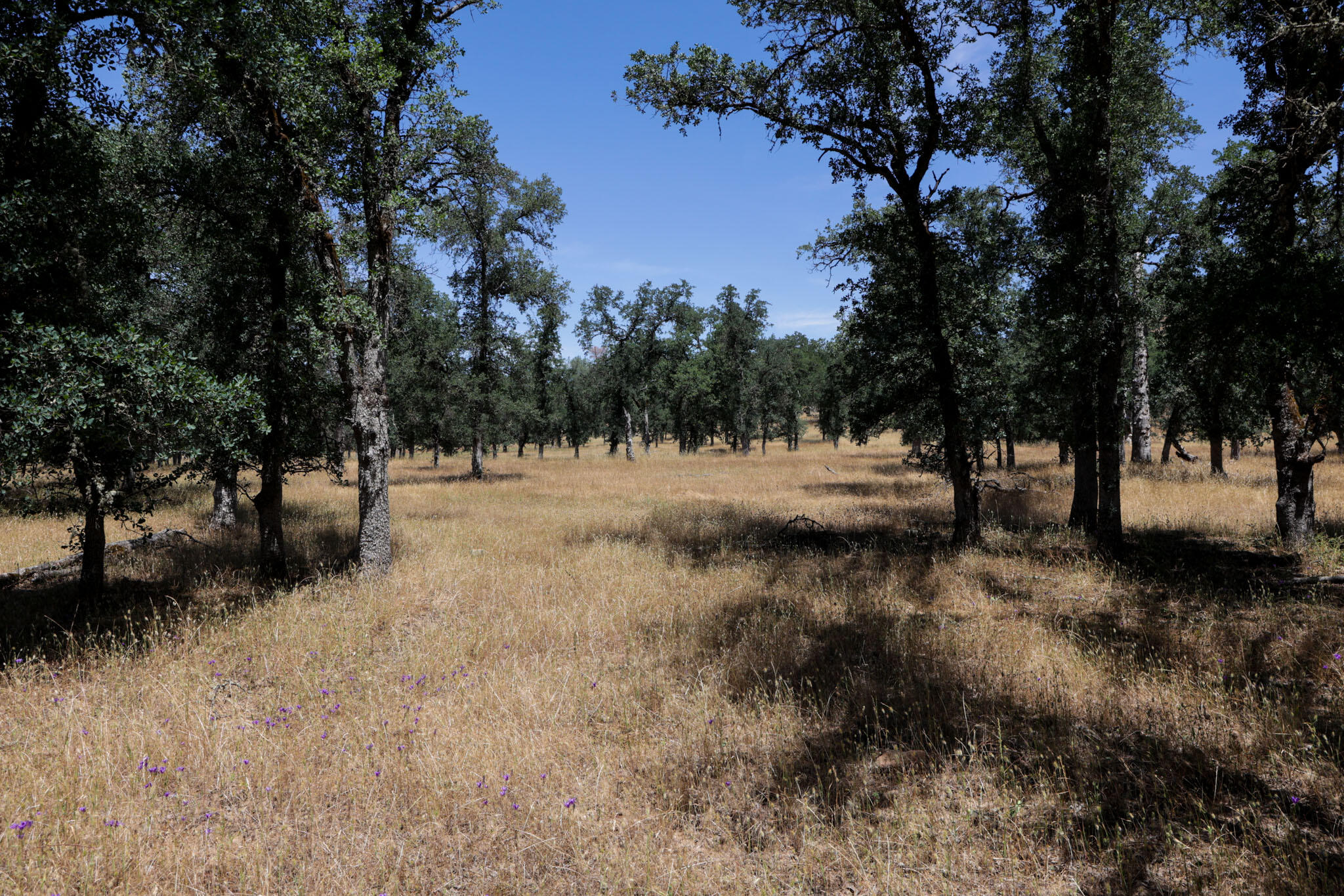 Racoon Way Oak Run, CA 96069 - Photo 52 of 73 607A9468