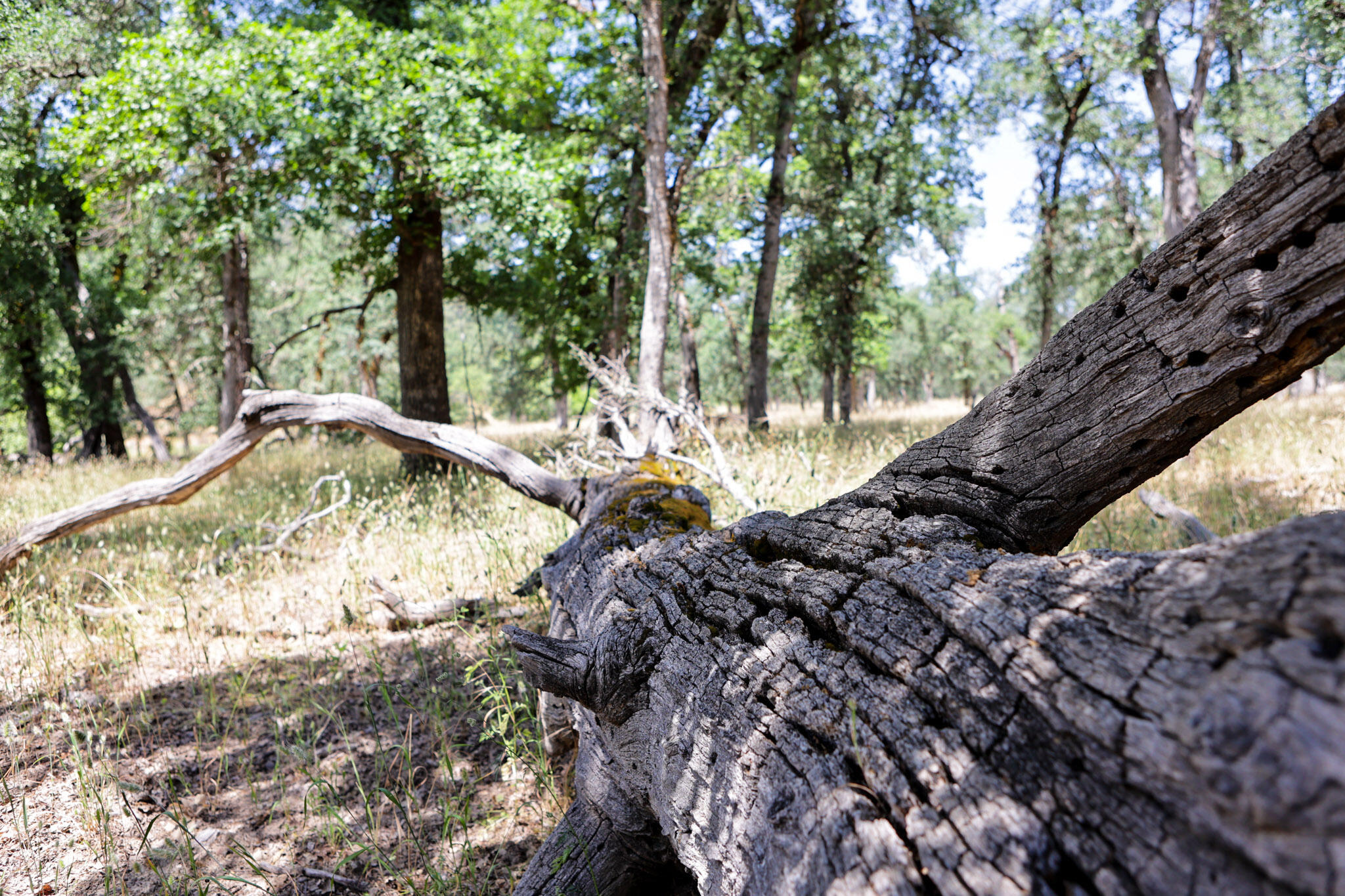 Racoon Way Oak Run, CA 96069 - Photo 53 of 73 607A9470
